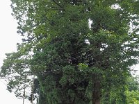 ほだれ大神の道祖神