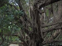 P2110014  シヌグ堂